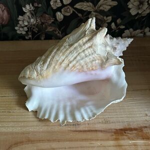 Large Natural Whelk Sea Shell Ocean Conch Aquarium Decor